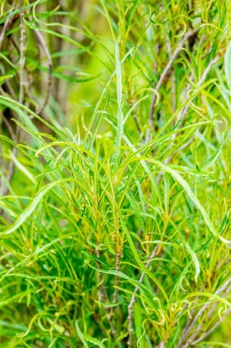Vuilboom Frangula alnus 'Fine Line' struik 40-60 C3 Frangula alnus 'Fine Line' struik 40-60 cm
