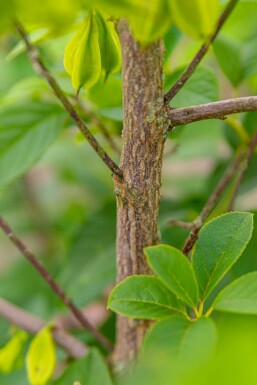 Halesia carolina C20 150-175