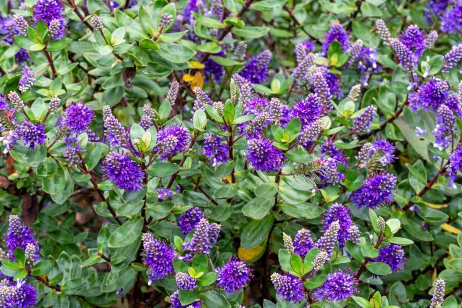 Hebe Hebe franciscana struik 20-25 C2 Hebe franciscana struik 20-25 cm