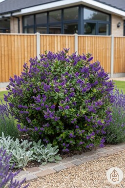 Hebe franciscana struik 20-25 cm