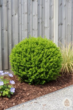 Hebe rakaiensis struik 10-15 cm