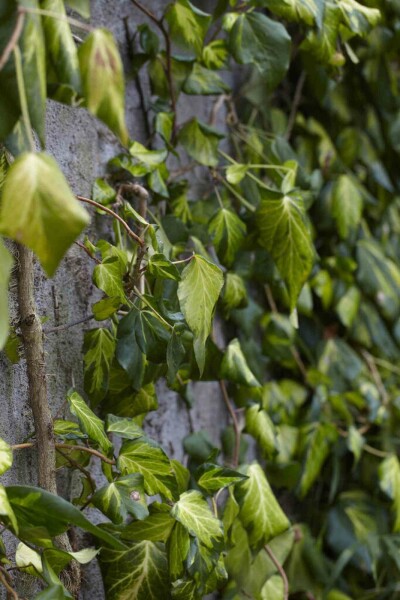 Hedera colchica 'Fall Favourite' C2 20-25