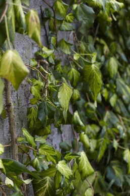 Hedera colchica 'Fall Favourite' C2 20-25