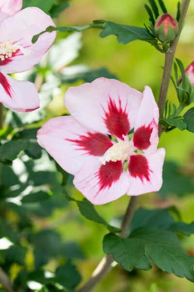 Hibiscus syriacus 'Hamabo' C3 40-50