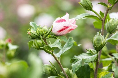 Hibiscus syriacus 'Hamabo' C3 40-50