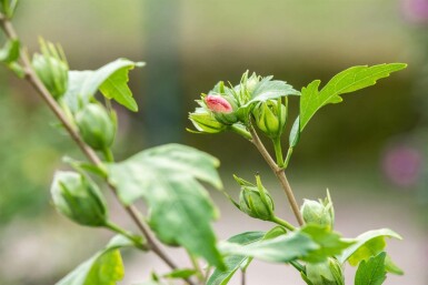 Hibiscus syriacus 'Hamabo' C3 40-50