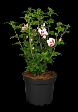 Hibiscus syriacus 'Hamabo' C3 40-50