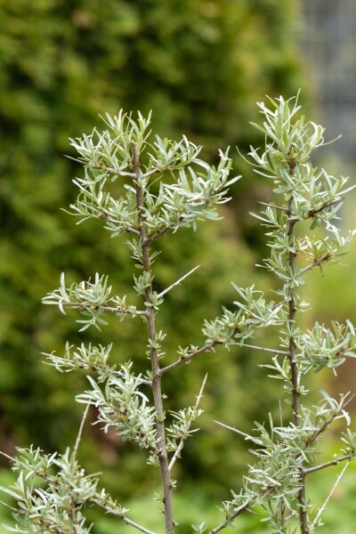 Duindoorn Hippophae rhamnoides struik 60-80 C2 Hippophae rhamnoides struik 60-80 cm