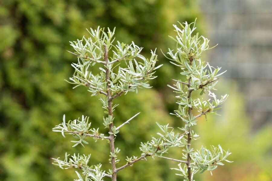 Duindoorn Hippophae rhamnoides struik 60-80 C2 Hippophae rhamnoides struik 60-80 cm