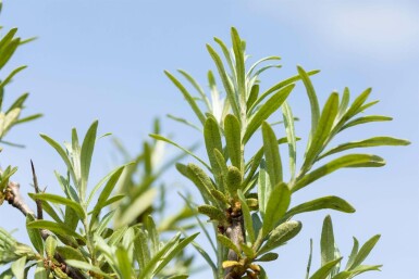 Duindoorn Hippophae rhamnoides struik 60-80 C2 Hippophae rhamnoides struik 60-80 cm