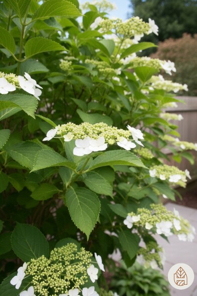 Hydrangea anomala subsp. petiolaris struik 30-40 cm