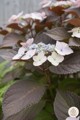 Hydrangea aspera 'Hot Chocolate' struik 40-50 cm