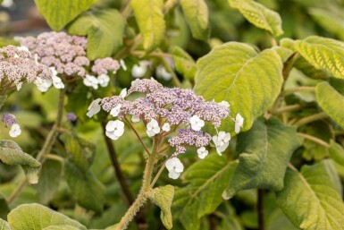 Hydrangea aspera 'Sargentiana' C20 100-125
