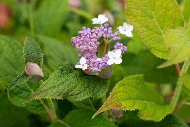 Hortensia Hydrangea involucrata struik 30-40 C3 Hydrangea involucrata struik 30-40 cm