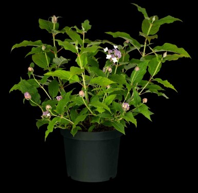 Hortensia Hydrangea involucrata struik 30-40 C3 Hydrangea involucrata struik 30-40 cm