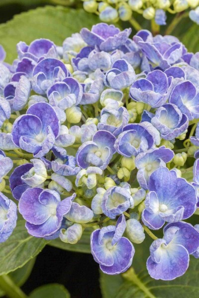 Hortensia Hydrangea macrophylla 'Ayesha' struik 20-25 C2 Hydrangea macrophylla 'Ayesha' struik 20-25 cm