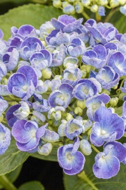 Hortensia Hydrangea macrophylla 'Ayesha' struik 20-25 C2 Hydrangea macrophylla 'Ayesha' struik 20-25 cm