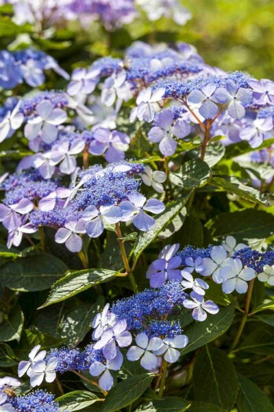 Hortensia Hydrangea macrophylla 'Mariesii Perfecta' struik 30-40 C7,5 Hydrangea macrophylla 'Mariesii Perfecta' struik 30-40 cm