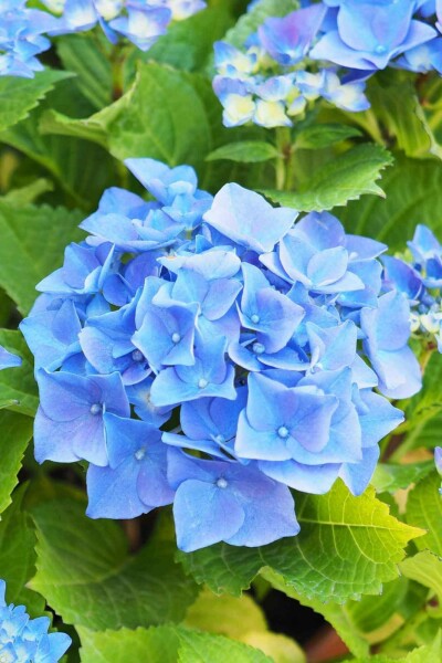 Hydrangea macrophylla 'Nikko Blue' C2 25-30