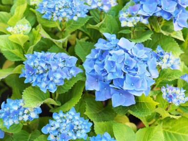 Hydrangea macrophylla 'Nikko Blue' C7,5 40-50