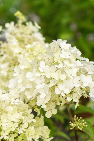Hydrangea paniculata 'Bobo' C3 30-40