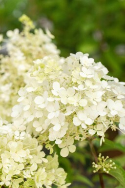 Hydrangea paniculata 'Bobo' C3 30-40