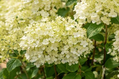 Pluimhortensia Hydrangea paniculata 'Bobo' struik 30-40 C3 Hydrangea paniculata 'Bobo' struik 30-40 cm
