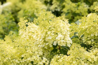 Hydrangea paniculata 'Bobo' C3 30-40