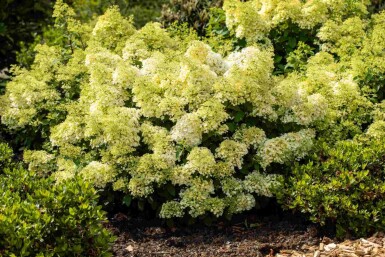 Hydrangea paniculata 'Bobo' C3 30-40