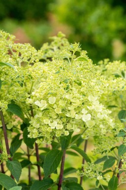 Hydrangea paniculata 'Bobo' C3 30-40