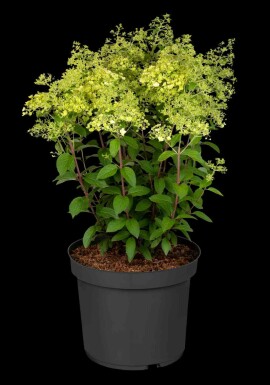 Hydrangea paniculata 'Bobo' C3 30-40