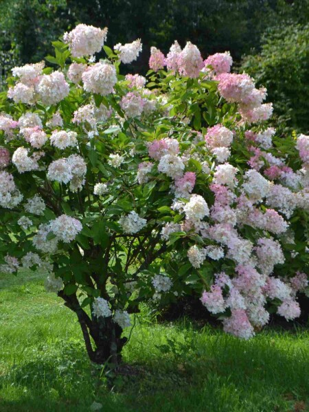 Hydrangea paniculata 'Grandiflora' C5 50-60