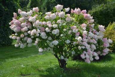 Hydrangea paniculata 'Grandiflora' C5 50-60
