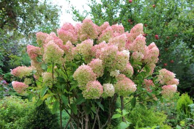 Hydrangea paniculata 'Grandiflora' C5 50-60
