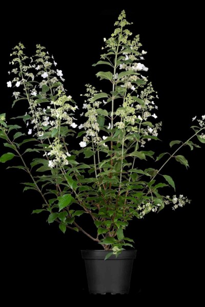 Hydrangea paniculata 'Kyushu' C3 40-50