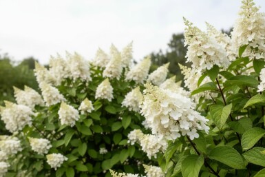 Hydrangea paniculata 'Kyushu' struik 40-50 cm