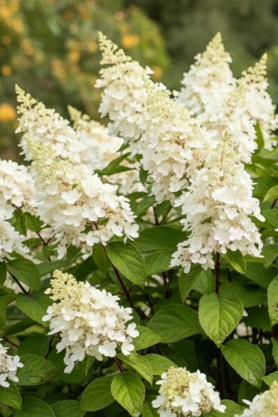 Hydrangea paniculata 'Kyushu' struik 40-50 cm