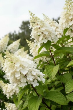 Hydrangea paniculata 'Kyushu' struik 40-50 cm
