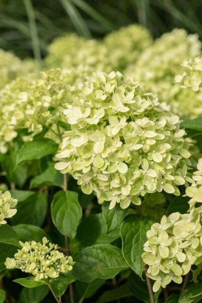 Pluimhortensia Hydrangea paniculata 'Little Lime' struik 40-50 C3 Hydrangea paniculata 'Little Lime' struik 40-50 cm