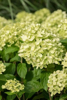 Pluimhortensia Hydrangea paniculata 'Little Lime' struik 40-50 C3 Hydrangea paniculata 'Little Lime' struik 40-50 cm