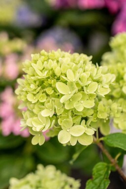 Pluimhortensia Hydrangea paniculata 'Little Lime' struik 40-50 C3 Hydrangea paniculata 'Little Lime' struik 40-50 cm