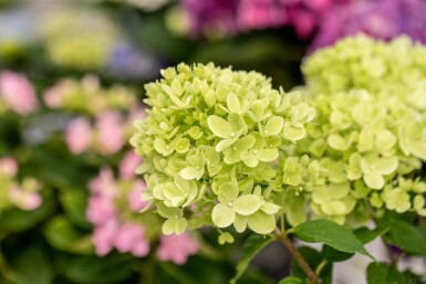 Pluimhortensia Hydrangea paniculata 'Little Lime' struik 40-50 C3 Hydrangea paniculata 'Little Lime' struik 40-50 cm