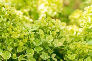 Pluimhortensia Hydrangea paniculata 'Little Lime' struik 40-50 C3 Hydrangea paniculata 'Little Lime' struik 40-50 cm