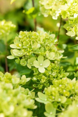 Pluimhortensia Hydrangea paniculata 'Little Lime' struik 40-50 C3 Hydrangea paniculata 'Little Lime' struik 40-50 cm