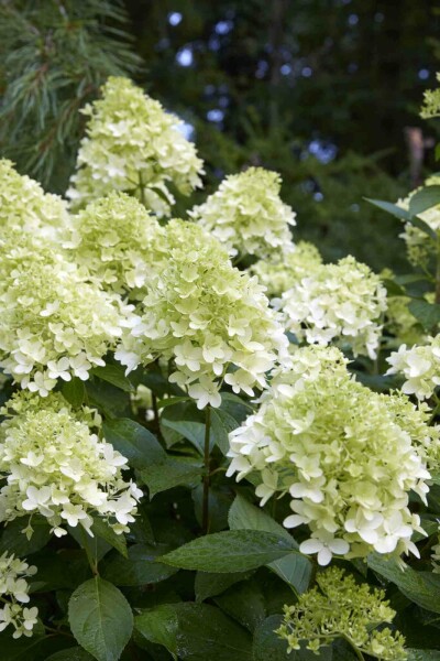 Hydrangea paniculata 'Little Spooky' C7,5 30-40