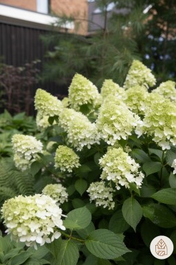 Hydrangea paniculata 'Little Spooky' struik 30-40 cm