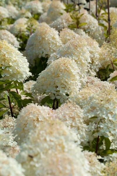 Hydrangea paniculata 'Phantom' C5 40-60