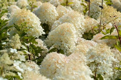 Hydrangea paniculata 'Phantom' C5 40-60