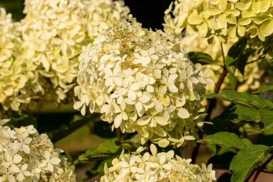 Hydrangea paniculata 'Phantom' C5 40-60