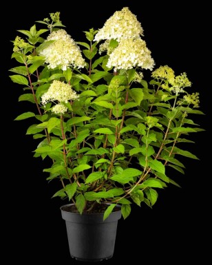 Hydrangea paniculata 'Phantom' C5 40-60